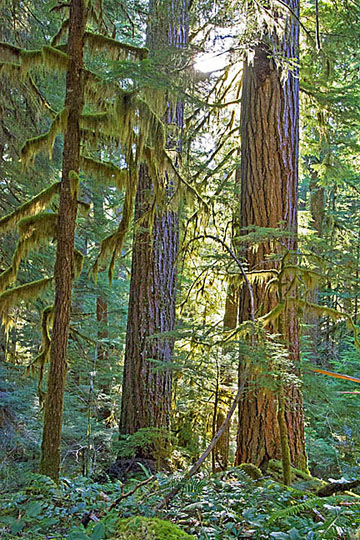 south santiam forest graphic